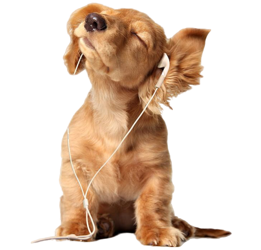 podcast-dog